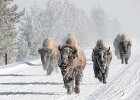 The Wildlife Trophy for Best Wildlife Print - Bison, Yellowstone Natiaonal Park by Mike Smith